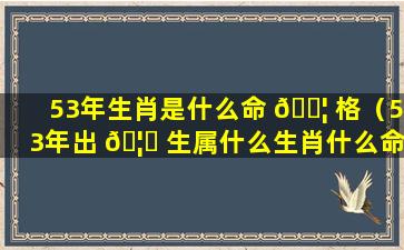 53年生肖是什么命 🐦 格（53年出 🦅 生属什么生肖什么命）